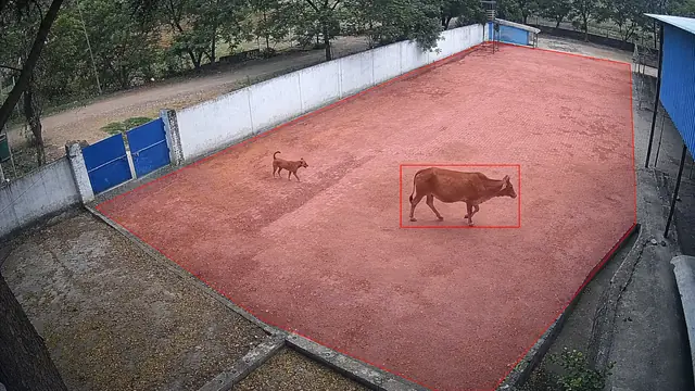 Animals inside the premises on a CCTV camera