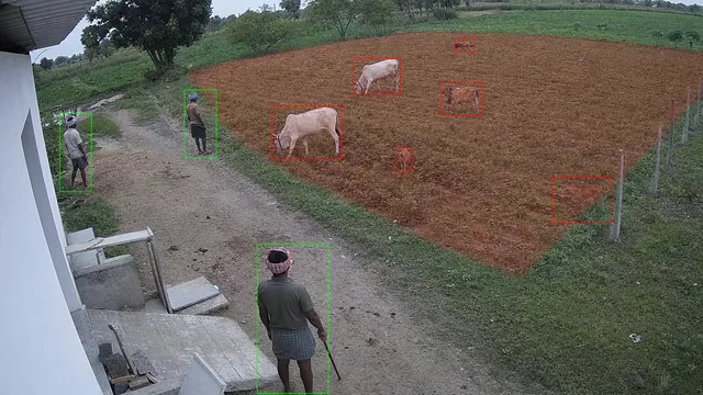 Animals in the crop on a CCTV camera