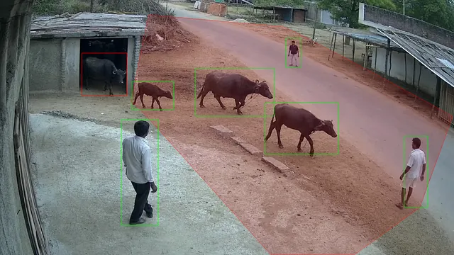 Cattle out of the shed on a CCTV camera