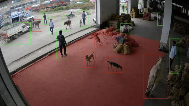 Cattle, dogs and monkeys in the mandi on a CCTV camera