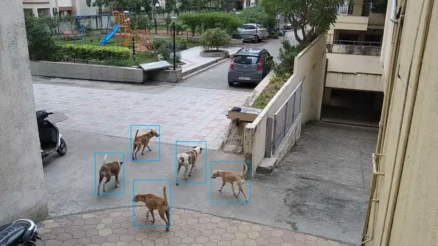 Stray dogs inside the society on a CCTV camera