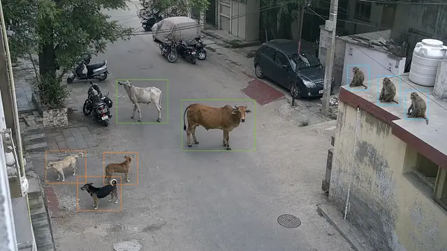 Stray cattle, dogs and monkeys on a CCTV camera